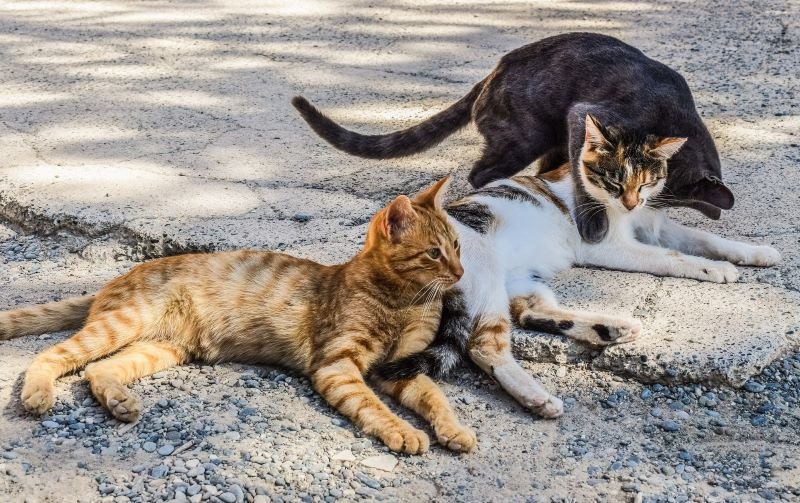 trois chats allongés