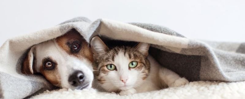 chien et chat sous une couverture