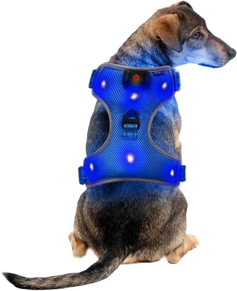 harnais bleu pour chien